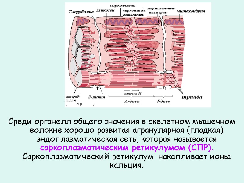 Среди органелл общего значения в скелетном мышечном волокне хорошо развитая агранулярная (гладкая) эндоплазматическая сеть,